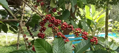 a bunch of red berries hanging from a tree at Le Vista Resort in Sultan Bathery