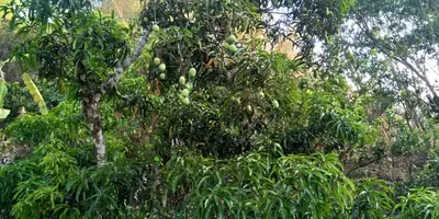 a tree filled with lots of green fruit at Sundara vana estate stay madikeri in Madikeri