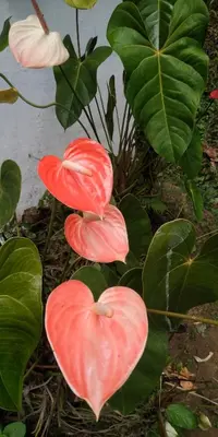 a group of red hearts on a plant with leaves at Sundara vana estate stay madikeri in Madikeri