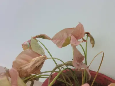 a potted plant with pink flowers in a vase at Unlisted in Alāndurai