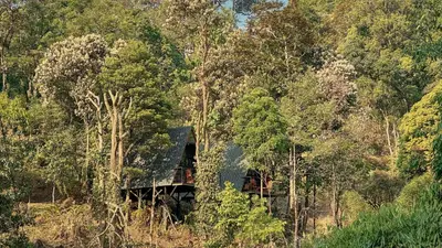 a house in the middle of a forest of trees at Forestscape Resort Munnar in Munnar
