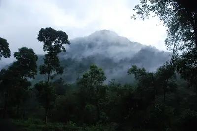 a misty mountain in the middle of a forest at Great Hornbill Serviced Villa , Nilambur in Kālikāvu