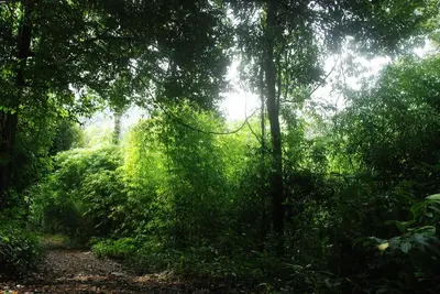 a dirt trail in a lush green forest at Great Hornbill Serviced Villa , Nilambur in Kālikāvu