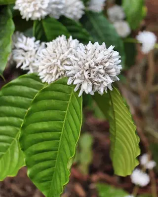 a bunch of white flowers with green leaves at Pepper Trail in Sultan Bathery