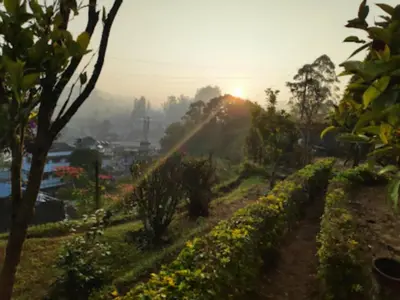 a field of plants with the sun setting in the background at Rheinberg Town Haus in Munnar