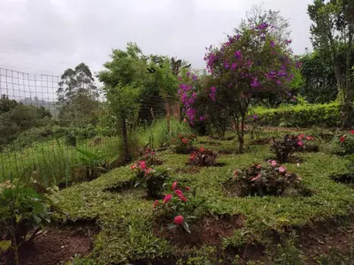 a garden with pink flowers and trees at Rheinberg Town Haus in Munnar