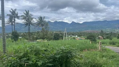 a view of a field with palm trees and a road at Chaithanya Illam in Marayoor