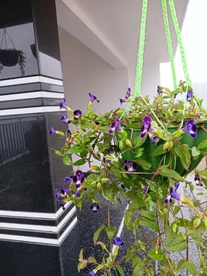 a plant in a hanging basket with purple flowers at Bro Code Marayoor A Premium Family Friendly Retreat with Panoramic Mountain Views in Marayoor