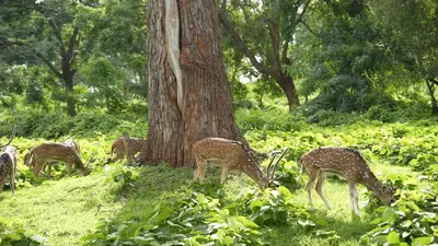 a group of giraffes eating grass next to a tree at Wild Tusker Homestay Masinagudi by LexStays in Masinagudi