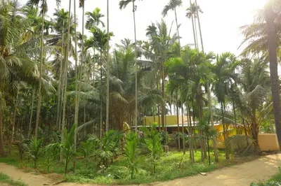 a group of palm trees in front of a building at Coconut Grove villa by Shivalaya Stays in Alāndurai