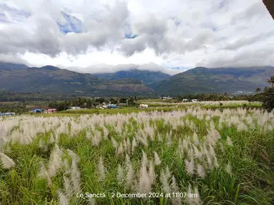 a field of tall grass with mountains in the background at Le Sancta homestay in Marayoor