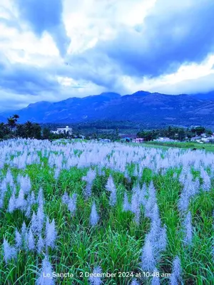 a field of white flowers in a field of grass at Le Sancta homestay in Marayoor