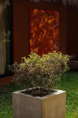 a small bush in a concrete planter on the grass at Kudisai Marayoor - Munnar in Munnar