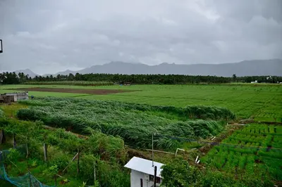 a field of crops with mountains in the background at Lakshmi illam Near Isha Yoga Adiyogi in Alāndurai