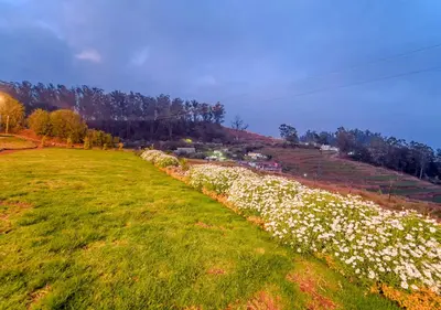 a green field with white flowers on a hill at Silent Retreat Ooty Pool Resort by VOYE HOMES in Ooty