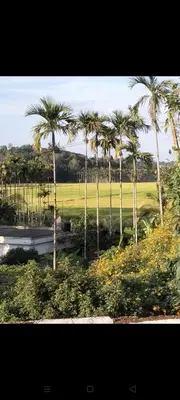 a group of palm trees in a park with flowers at JK Home stay in Sultan Bathery
