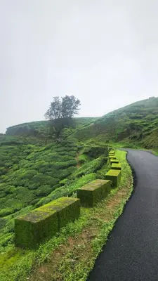 a road with hay bushes on the side of a hill at Ibex Resorts, Valparai Mistly in Vālpārai