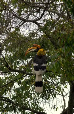 a bird is sitting on a tree branch at O'Land Wilderness Lodge in Kolakambe