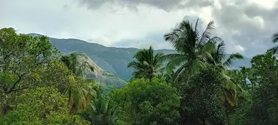 a jungle with palm trees and mountains in the background at Sradha Farm Stay - Kollengode in Kollengode