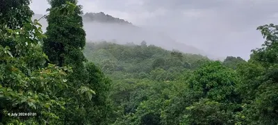 a lush green forest with fog in the background at Randukai Farm House in Athirappally