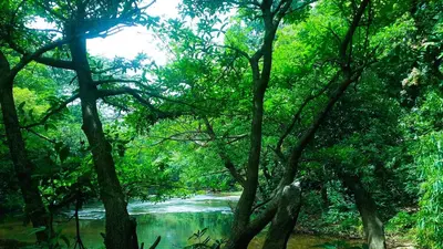 a river in the middle of a forest with trees at Rustic Retreat in Perumbavoor