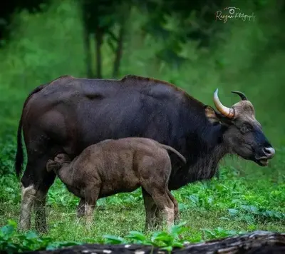 a cow and a baby bull standing in a field at Blue mount stay in Gūdalūr