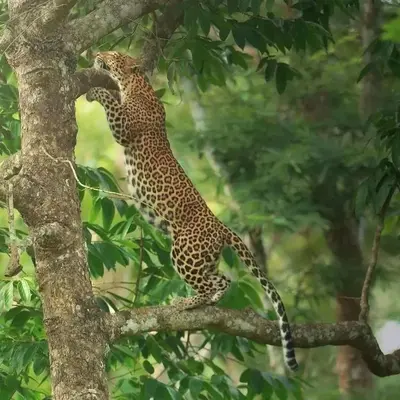 a jaguar is perched on a tree branch at Blue mount stay in Gūdalūr