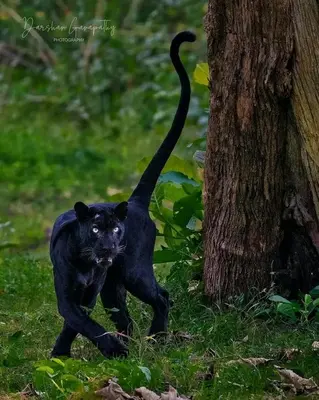 a black cat walking in the grass near a tree at Blue mount stay in Gūdalūr