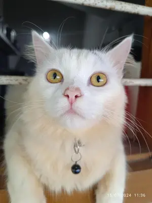 a white cat with yellow eyes and a collar at Blue mount stay in Gūdalūr