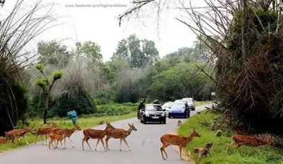a herd of deer crossing a road with cars at Blue mount stay in Gūdalūr