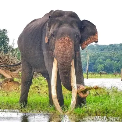 an elephant standing in the grass near the water at Blue mount stay in Gūdalūr