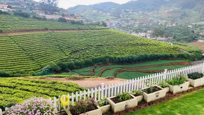 a white fence in front of a field of crops at Away From Home - 5 - Rooms In Ooty, Home Stay Ooty in Ooty