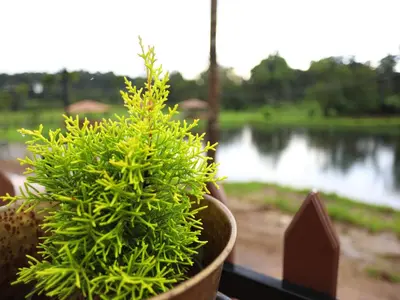 a green plant in a pot next to a window at Villa Katipadu Coorg in Srimangala