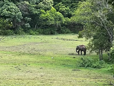 an elephant standing in a field of grass at Jungle Getaway Wayand in Pulpally