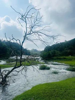 a dead tree in the middle of a river at Golden Hills cottage munnar Mankulam Munnar in Viripara
