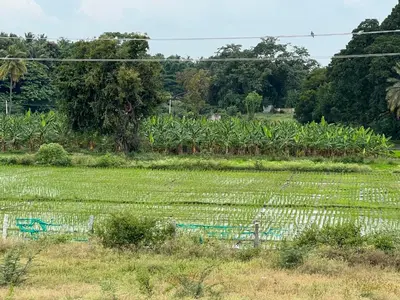 a field of crops with trees in the background at A B House in Kollegālam