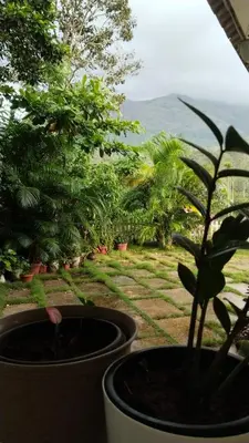 a potted plant sitting in a window with a view at PADIKKAL BUNGLOW in Vayittiri
