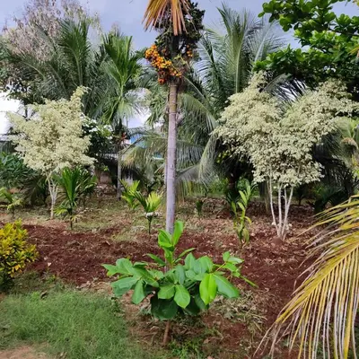 a garden with white trees and palm trees at Lilly Farm in Halgūr