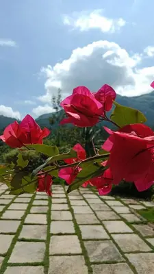 a group of red roses sitting on a brick path at Padikkal Bungalow in Vayittiri