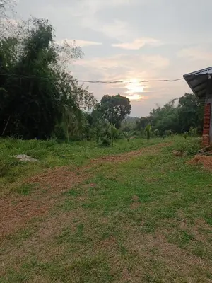 a field of grass with the sunset in the background at Evergreen Homestay in Kollengode