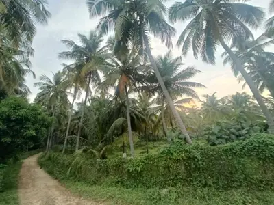 a dirt road in front of palm trees at Evergreen Homestay in Kollengode
