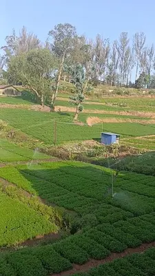 a field filled with green plants and a blue building at Harvest Hill View Cottage in Ooty