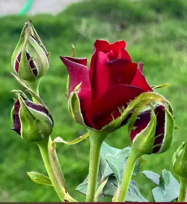 a red rose sitting on top of a plant at Encanto Farmstay Resort in Mysore