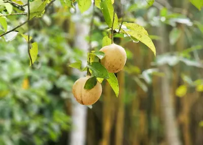 a bunch of cashews hanging on a tree at Nutmeg Farmstay with Pool, Vadakkencherry, Palakkad in Vadakkāncheri