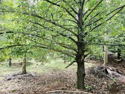 a tree with branches and leaves in a forest at Nutmeg Farmstay with Pool, Vadakkencherry, Palakkad in Vadakkāncheri