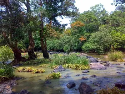 a stream with trees and rocks in a forest at Happydays Hut in Mananthavady