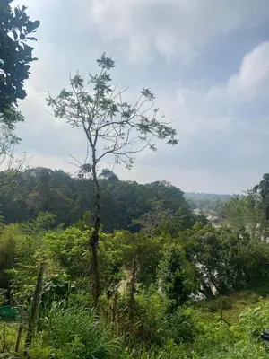 a tree in the middle of a hill with trees at Happydays Hut in Mananthavady