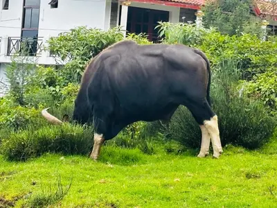 a bull grazing in the grass in a yard at Sunrise Peak View in Lovedale