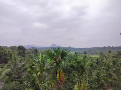 a palm tree in a field of plants at Roneys Villa in Wayanad