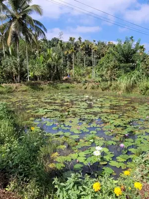 a pond filled with water lilies in a field at The Forest Temple in Kaniyāmbetta